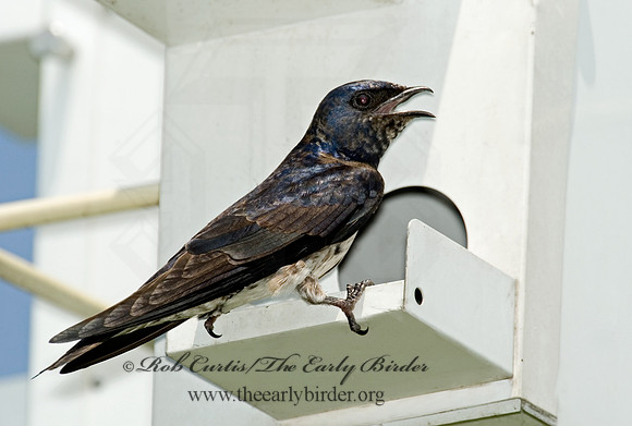 Progne subis  PURPLE MARTIN 5007828 IF