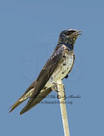 Progne subis  PURPLE MARTIN 5007844