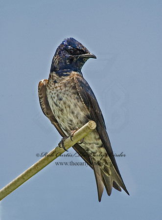 Progne subis  PURPLE MARTIN 5007845