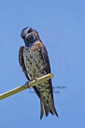 Progne subis  PURPLE MARTIN 5007847