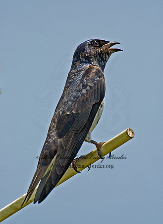 Progne subis  PURPLE MARTIN 5007852