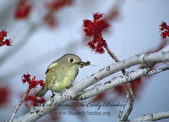 Corthylio calendula  RUBY-CROWNED KINGLET 288113