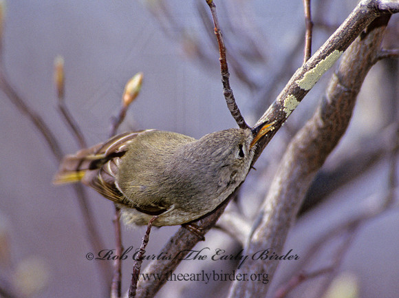 Corthylio calendula  RUBY-CROWNED KINGLET 279625
