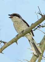 Lanius ludovicianus  LOGGERHEAD SHRIKE 204515