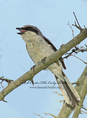 Lanius ludovicianus  LOGGERHEAD SHRIKE 204515