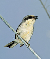 Lanius ludovicianus  LOGGERHEAD SHRIKE 204519