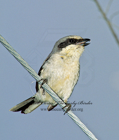 Lanius ludovicianus  LOGGERHEAD SHRIKE 204519