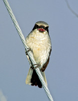Lanius ludovicianus  LOGGERHEAD SHRIKE 204520
