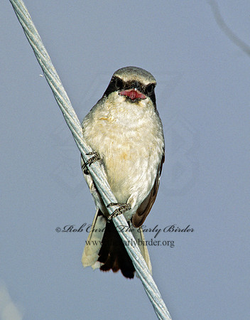 Lanius ludovicianus  LOGGERHEAD SHRIKE 204520