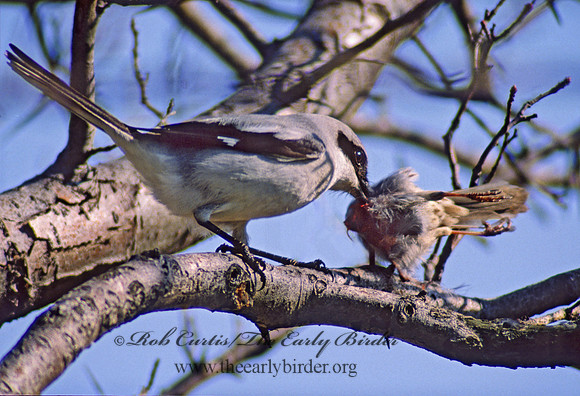 Lanius ludovicianus  LOGGERHEAD SHRIKE 37223-2