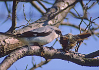 Lanius ludovicianus  LOGGERHEAD SHRIKE 37221-2