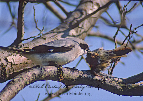 Lanius ludovicianus  LOGGERHEAD SHRIKE 37221-2