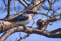 Lanius ludovicianus  LOGGERHEAD SHRIKE 37222-2