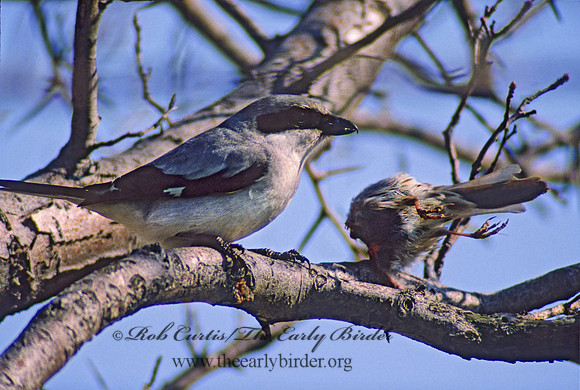 Lanius ludovicianus  LOGGERHEAD SHRIKE 37222-2