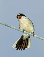 Lanius ludovicianus  LOGGERHEAD SHRIKE 204521