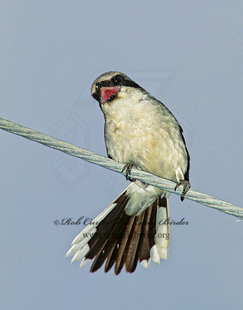 Lanius ludovicianus  LOGGERHEAD SHRIKE 204521