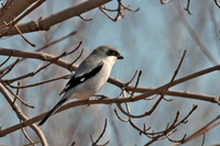 Lanius ludovicianus  LOGGERHEAD SHRIKE 5018480