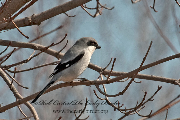 Lanius ludovicianus  LOGGERHEAD SHRIKE 5018480
