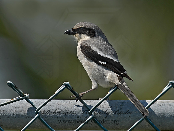 Lanius ludovicianus  LOGGERHEAD SHRIKE 6023178-2