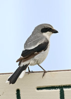Lanius ludovicianus  LOGGERHEAD SHRIKE 7003729