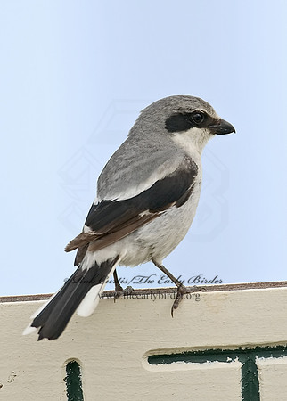 Lanius ludovicianus  LOGGERHEAD SHRIKE 7003729