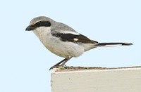 Lanius ludovicianus  LOGGERHEAD SHRIKE 7003730