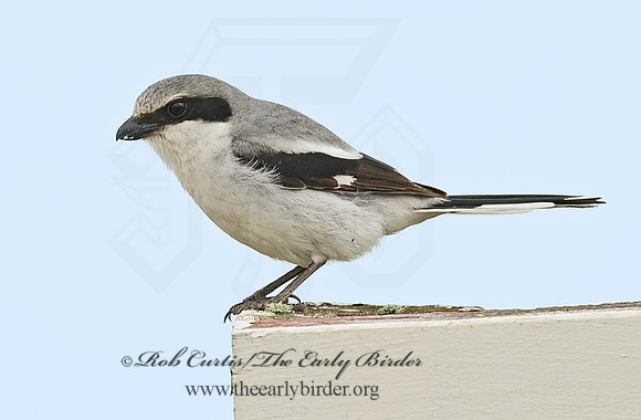 Lanius ludovicianus  LOGGERHEAD SHRIKE 7003730