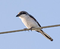 Lanius ludovicianus  LOGGERHEAD SHRIKE 7003428