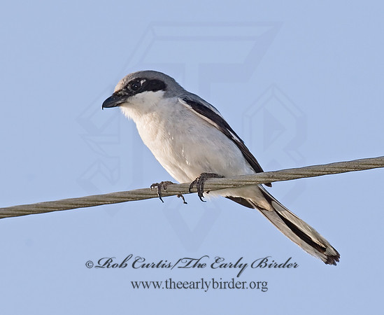 Lanius ludovicianus  LOGGERHEAD SHRIKE 7003428