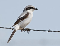 Lanius ludovicianus  LOGGERHEAD SHRIKE 7011499