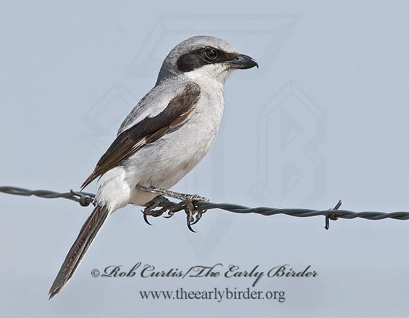 Lanius ludovicianus  LOGGERHEAD SHRIKE 7011499