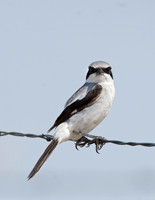 Lanius ludovicianus  LOGGERHEAD SHRIKE 7011501