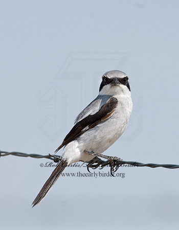 Lanius ludovicianus  LOGGERHEAD SHRIKE 7011501