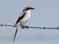 Lanius ludovicianus  LOGGERHEAD SHRIKE 7011507