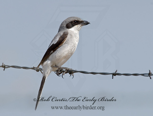 Lanius ludovicianus  LOGGERHEAD SHRIKE 7011507