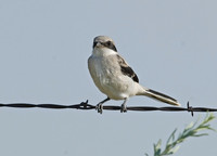 Lanius ludovicianus  LOGGERHEAD SHRIKE 7011533
