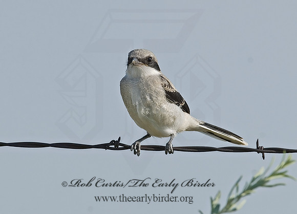 Lanius ludovicianus  LOGGERHEAD SHRIKE 7011533
