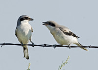 Lanius ludovicianus  LOGGERHEAD SHRIKE 7011536