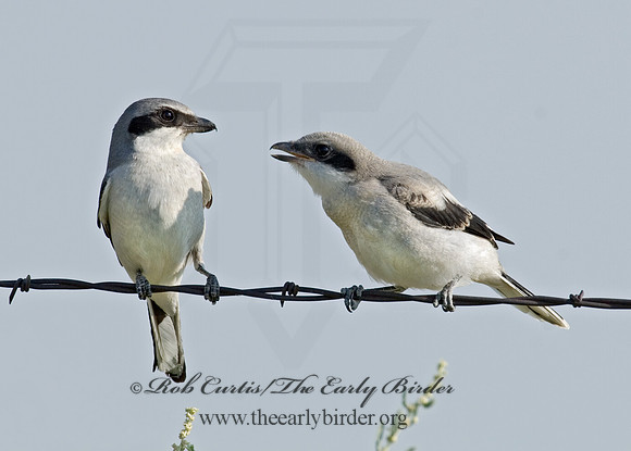 Lanius ludovicianus  LOGGERHEAD SHRIKE 7011536