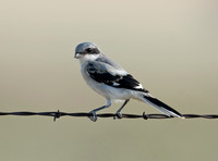 Lanius ludovicianus  LOGGERHEAD SHRIKE 7011544