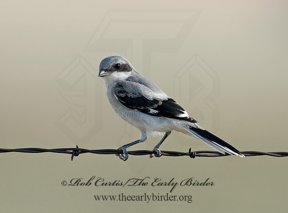 Lanius ludovicianus  LOGGERHEAD SHRIKE 7011544