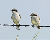 Lanius ludovicianus  LOGGERHEAD SHRIKE 7011539