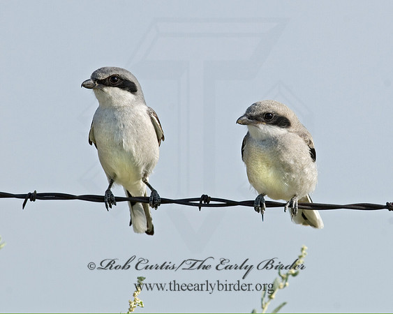 Lanius ludovicianus  LOGGERHEAD SHRIKE 7011539