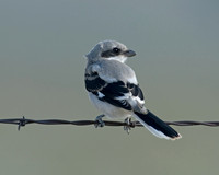 Lanius ludovicianus  LOGGERHEAD SHRIKE 7011547