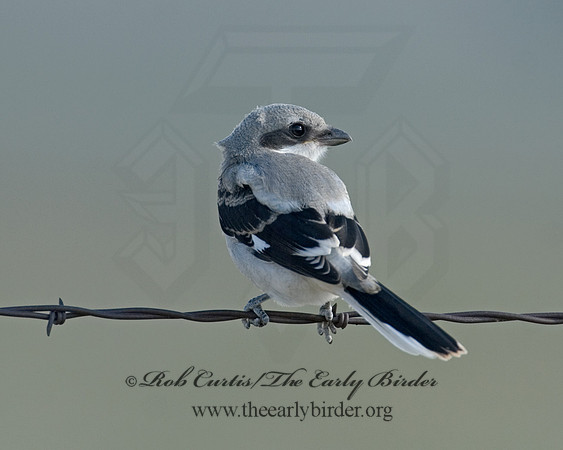 Lanius ludovicianus  LOGGERHEAD SHRIKE 7011547