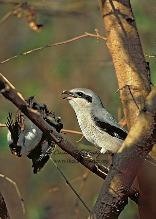 Lanius excubitor  NORTHERN SHRIKE 139022~