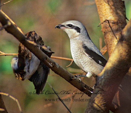 Lanius excubitor  NORTHERN SHRIKE 139028