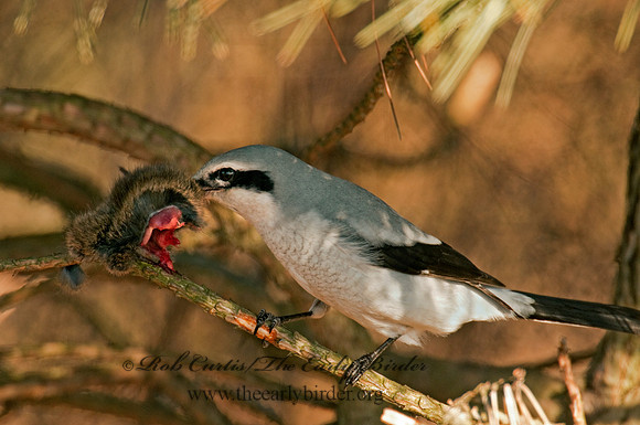 Lanius excubitor  NORTHERN SHRIKE 3006286