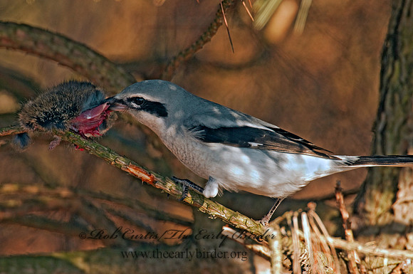 Lanius excubitor  NORTHERN SHRIKE 3006287