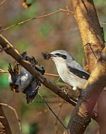 Lanius excubitor  NORTHERN SHRIKE 139029